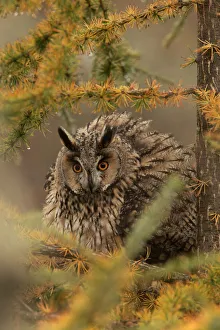 Long-eared owl (Asio otus) in the rain, perched with feathers puffed up, on larch Long-eared owl (Asio otus) in the rain, perched with feathers puffed up, on larch