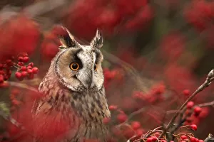 Long-eared owl (Asio otus) in Rowan tree with red berries, captive, Yorkshire, UK Long-eared owl (Asio otus) in Rowan tree with red berries, captive, Yorkshire, UK