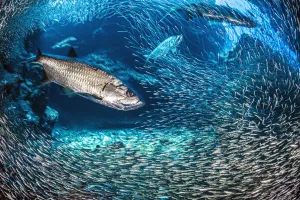 Long exposure of a group of Tarpon (Megalops atlanticus) hunt Silversides (Atherinidae Long exposure of a group of Tarpon (Megalops atlanticus) hunt Silversides (Atherinidae