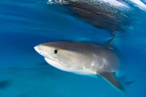 Images Dated 18th March 2006: A long exposure of a Tiger Shark (Galeocerdo cuvier) portrait, at the surface at dusk