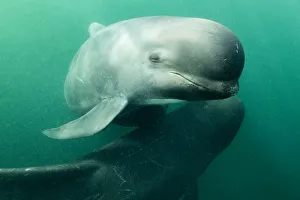 Long-finned pilot whale (Globicephala melas) off Nova Scotia, Canada. October Long-finned pilot whale (Globicephala melas) off Nova Scotia, Canada. October