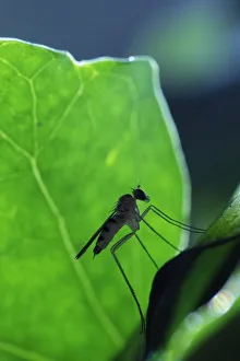 A Long-legged fly (Neurigona quadrifasciata) rarely recorded in the UK, found during A Long-legged fly (Neurigona quadrifasciata) rarely recorded in the UK, found during