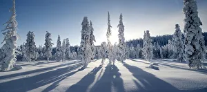 Long shadows cast by snow covered conifer trees, Kuusamo, Finland. February 2011 Long shadows cast by snow covered conifer trees, Kuusamo, Finland. February 2011