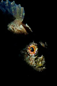 Long spined sea scorpion (Taurulus bubalis) lying in wait to ambush prey, Selsey Long spined sea scorpion (Taurulus bubalis) lying in wait to ambush prey, Selsey