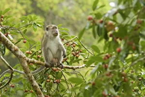 Long-tailed macaque (Macaca fascicularis) in a fruiting strangler fig tree (Ficus dubia) Long-tailed macaque (Macaca fascicularis) in a fruiting strangler fig tree (Ficus dubia)