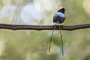 Long-tailed manakin (Chiroxiphia linearis) perched on lek (display perch), Costa Rica Long-tailed manakin (Chiroxiphia linearis) perched on lek (display perch), Costa Rica