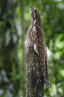 Long-tailed potoo (Nyctibius aethereus) camouflaged on roosting perch in lowland rainforest, Manu Biosphere Reserve Long-tailed potoo (Nyctibius aethereus) camouflaged on roosting perch in lowland rainforest, Manu Biosphere Reserve