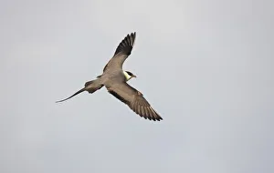 Long tailed skua (Stercorarius longicaudus) in flight, Thingeyjarsyslur, Iceland Long tailed skua (Stercorarius longicaudus) in flight, Thingeyjarsyslur, Iceland