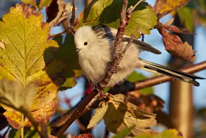 Long-tailed tit (Aegithalos caudatus) perched in tree in morning light. Uto, Finland Long-tailed tit (Aegithalos caudatus) perched in tree in morning light. Uto, Finland