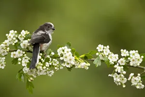 Long tailed tit (Aegithalos caudatus) perched on hawthorn. Hampshire, UK, May Long tailed tit (Aegithalos caudatus) perched on hawthorn. Hampshire, UK, May