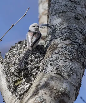 Long-tailed tit (Aegithalos caudatus caudatus) placing feather in nest, Finland. April Long-tailed tit (Aegithalos caudatus caudatus) placing feather in nest, Finland. April