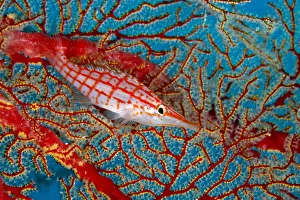 Longnose hawkfish (Oxycirrhites typus) hiding in coral, Tubbataha Reef Natural Park Longnose hawkfish (Oxycirrhites typus) hiding in coral, Tubbataha Reef Natural Park
