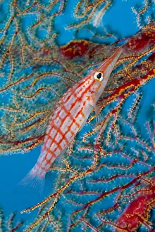 Longnose hawkfish (Oxycirrhites typus) Tubbataha Reef Natural Park, UNESCO World Heritage Site Longnose hawkfish (Oxycirrhites typus) Tubbataha Reef Natural Park, UNESCO World Heritage Site