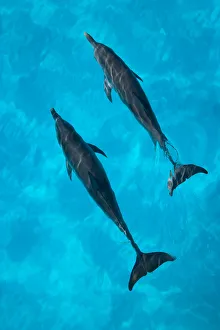 Looking down on Atlantic spotted dolphin {Stenella frontalis} at surface, Bahamas Looking down on Atlantic spotted dolphin {Stenella frontalis} at surface, Bahamas