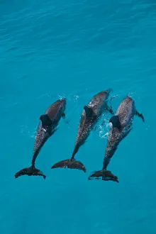 Looking down on Atlantic spotted dolphin {Stenella frontalis} at surface, Bahamas Looking down on Atlantic spotted dolphin {Stenella frontalis} at surface, Bahamas
