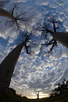 Looking up at Baobabs (Andasonian grandidieri) on Baobabs Avenue, Morondava, West Looking up at Baobabs (Andasonian grandidieri) on Baobabs Avenue, Morondava, West