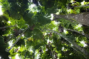 Looking up through the canopy of Fan Palms (Licuala ramsayi) in rainforest, Daintree National Park Looking up through the canopy of Fan Palms (Licuala ramsayi) in rainforest, Daintree National Park