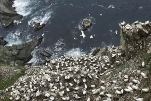 Looking down cliffs onto Northern gannet (Morus bassanus) colony Looking down cliffs onto Northern gannet (Morus bassanus) colony