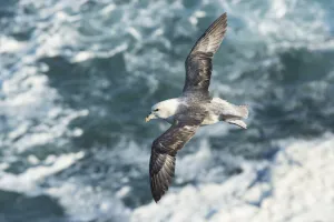 Looking down on Fulmar (Fulmarus glacialis) soaring above choppy sea, Orkney, Scotland Looking down on Fulmar (Fulmarus glacialis) soaring above choppy sea, Orkney, Scotland