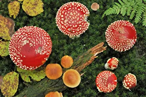 Looking down on a large group of Fly agaric fungi caps {Amanita muscaria} Lorraine Looking down on a large group of Fly agaric fungi caps {Amanita muscaria} Lorraine