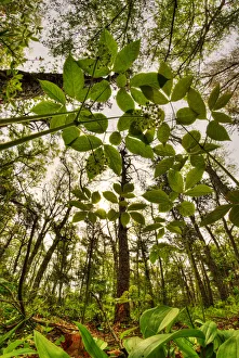 Looking up through the leaves of Wild sarsaparilla (Aralia nudicaulis) in woodland Looking up through the leaves of Wild sarsaparilla (Aralia nudicaulis) in woodland