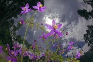 Low angle shot of flowers (Thalictrum sp) Basoncuo National Park, Tibet, China, Asia Low angle shot of flowers (Thalictrum sp) Basoncuo National Park, Tibet, China, Asia