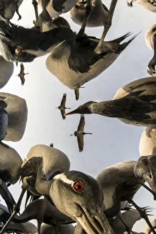 Low angle view of Demoiselle crane (Anthropoides virgo) flying and feeding during winter migration Low angle view of Demoiselle crane (Anthropoides virgo) flying and feeding during winter migration