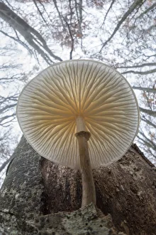 Low angle view of Porcelain fungus (Oudemansiella mucida) growing on a dead Beech tree Low angle view of Porcelain fungus (Oudemansiella mucida) growing on a dead Beech tree