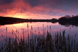 Lower Tamar Lake, at sunrise, reflections and reeds, north Cornwall/Devon border, UK Lower Tamar Lake, at sunrise, reflections and reeds, north Cornwall/Devon border, UK