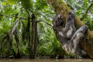Sloth Prints: Three-Toed Sloth Print: Hanging Juvenile on Tree Branch