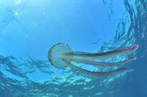 Luminescent jellyfish / Mauve stinger (Pelagia noctiluca) in open water, Gozo Island, Malta Luminescent jellyfish / Mauve stinger (Pelagia noctiluca) in open water, Gozo Island, Malta