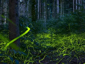 Luminous, glowing light tracks from male Fireflies (Lamprohiza splendidula) in the forest at dusk, Bavaria, Germany Luminous, glowing light tracks from male Fireflies (Lamprohiza splendidula) in the forest at dusk, Bavaria, Germany