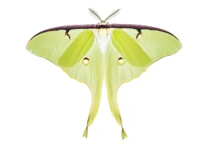 Luna moth (Actias luna), photographed on white. New Brunswick, Canada, June Luna moth (Actias luna), photographed on white. New Brunswick, Canada, June