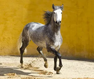 Lusitano horse, grey stallion trotting, Portugal Lusitano horse, grey stallion trotting, Portugal