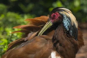 Madagascar crested wood ibis (Lophotibis cristata) preening, endemic to dry forest of Madagascar Madagascar crested wood ibis (Lophotibis cristata) preening, endemic to dry forest of Madagascar