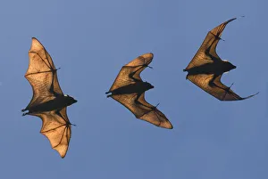 Madagascar fruit bat / flying fox (Pteropus rufus) Berenty Reserve, Madagascar (Digital Madagascar fruit bat / flying fox (Pteropus rufus) Berenty Reserve, Madagascar (Digital