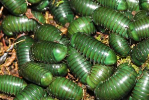 Madagascar green-emerald giant pill millipedes (Zoosphaerium neptunus) Andasibe-Mantadia Madagascar green-emerald giant pill millipedes (Zoosphaerium neptunus) Andasibe-Mantadia