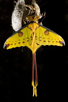 Madagascar moon / Comet moth (Argema mittrei) beside coccoon, captive, Madagascar Madagascar moon / Comet moth (Argema mittrei) beside coccoon, captive, Madagascar