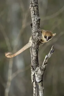 Madame Berthes Mouse Lemur (Microcebus berthae), the worlds smallest primate Madame Berthes Mouse Lemur (Microcebus berthae), the worlds smallest primate