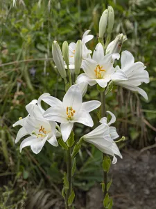 Two Madonna lily (Lilium candidum) flowerheads, Umbria, Italy. June Two Madonna lily (Lilium candidum) flowerheads, Umbria, Italy. June