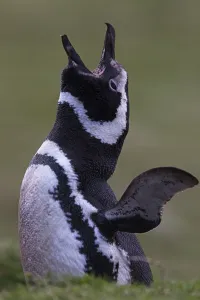Magellanic penguin (Spheniscus magellanicus) calling at the entrance of burrow Magellanic penguin (Spheniscus magellanicus) calling at the entrance of burrow