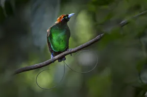 Magnificent bird of paradise (Diphyllodes magnificus) male, Lower montane highlands Magnificent bird of paradise (Diphyllodes magnificus) male, Lower montane highlands