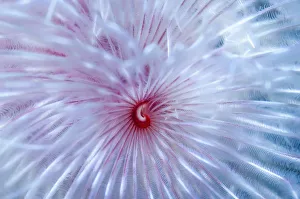 Magnificent feather duster worm (Protula magnifica) Puerto Galera, Philippines Magnificent feather duster worm (Protula magnifica) Puerto Galera, Philippines