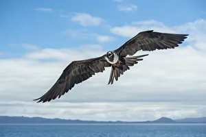 Magnificent frigatebird (Fregata magnificens) in flight over sea between Isabela Island Magnificent frigatebird (Fregata magnificens) in flight over sea between Isabela Island