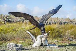 Magnificent frigatebird (Fregata magnificens) attacking Blue footed booby (Sula nebouxii Magnificent frigatebird (Fregata magnificens) attacking Blue footed booby (Sula nebouxii