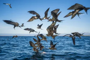 Magnificent frigatebirds (Fregata magnificens) diving for fish prey, Borrero Bay Magnificent frigatebirds (Fregata magnificens) diving for fish prey, Borrero Bay