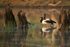 Magpie Goose (Anseranas semipalmata) at sunrise Lotusbird Billabong Magpie Goose (Anseranas semipalmata) at sunrise Lotusbird Billabong