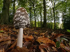 Magpie inkcap (Coprinopsis / Coprinus picacea) among leaf litter in dense beech woodland Magpie inkcap (Coprinopsis / Coprinus picacea) among leaf litter in dense beech woodland