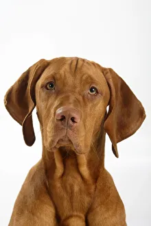 Magyar Vizsla / Hungarian Pointer, head portrait of smooth coated, tan coloured male Magyar Vizsla / Hungarian Pointer, head portrait of smooth coated, tan coloured male