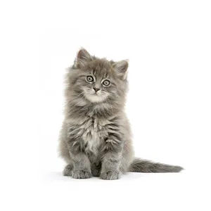 Maine Coon kitten, 7 weeks, against white background Maine Coon kitten, 7 weeks, against white background